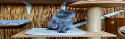Maine Coon cats for sale: 2 Stunning GCCF Kittens Available.  - Advert 31