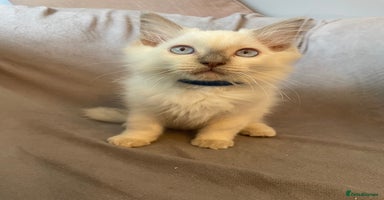 Ragdoll cats - Advert 16