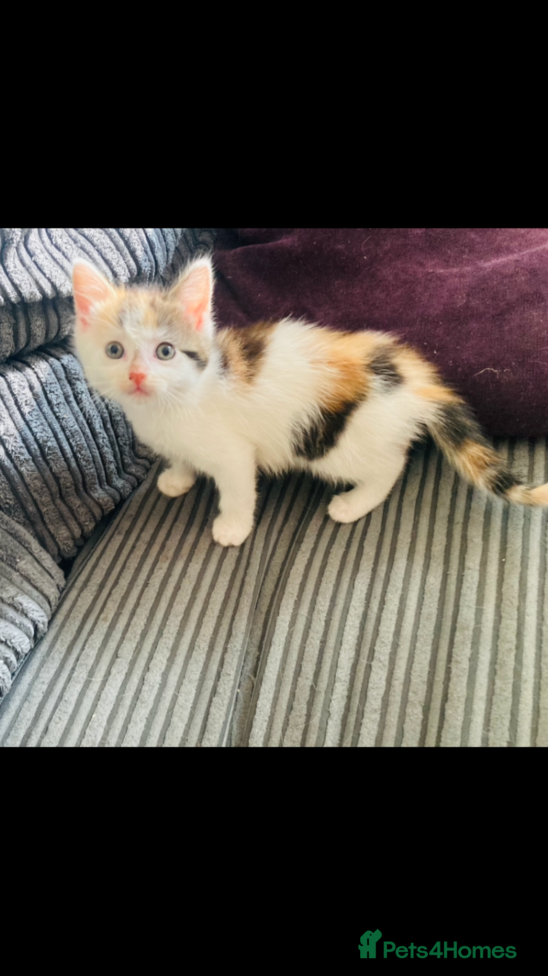 Mixed Breed cats for sale: 8 Adorable Kittens  - Image 13
