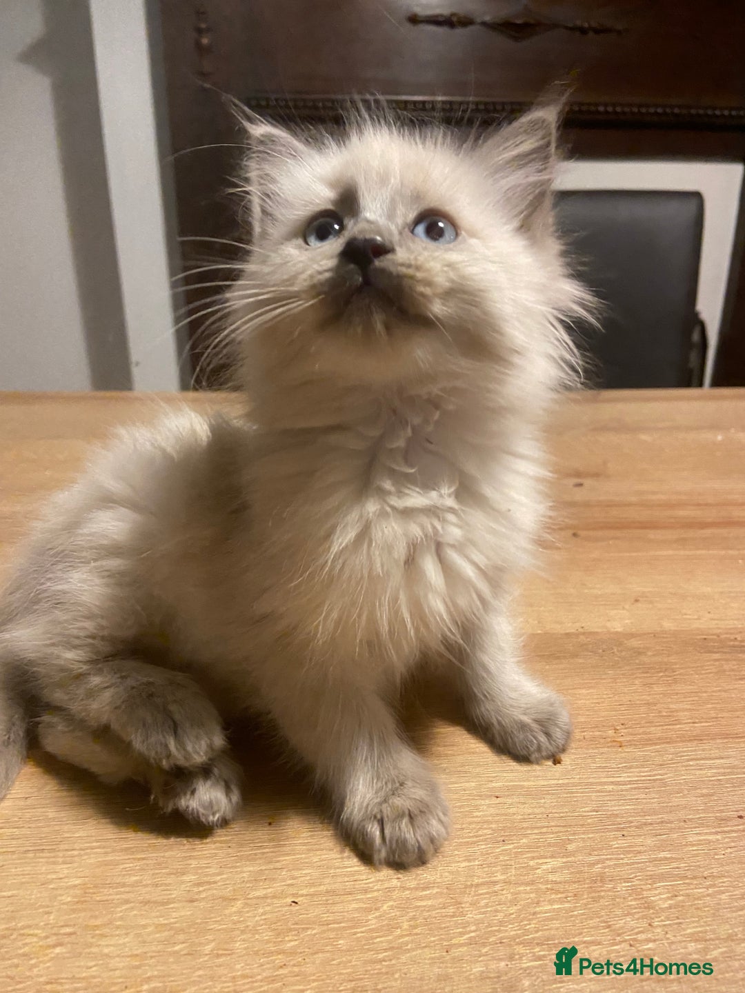 Ragdoll cats for sale: Ragdoll boy - Image 4