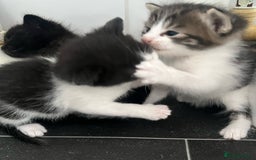 Mixed Breed cats for sale: CLEMMIE’S CUTIES- reduced price due to holidays  - Image 29