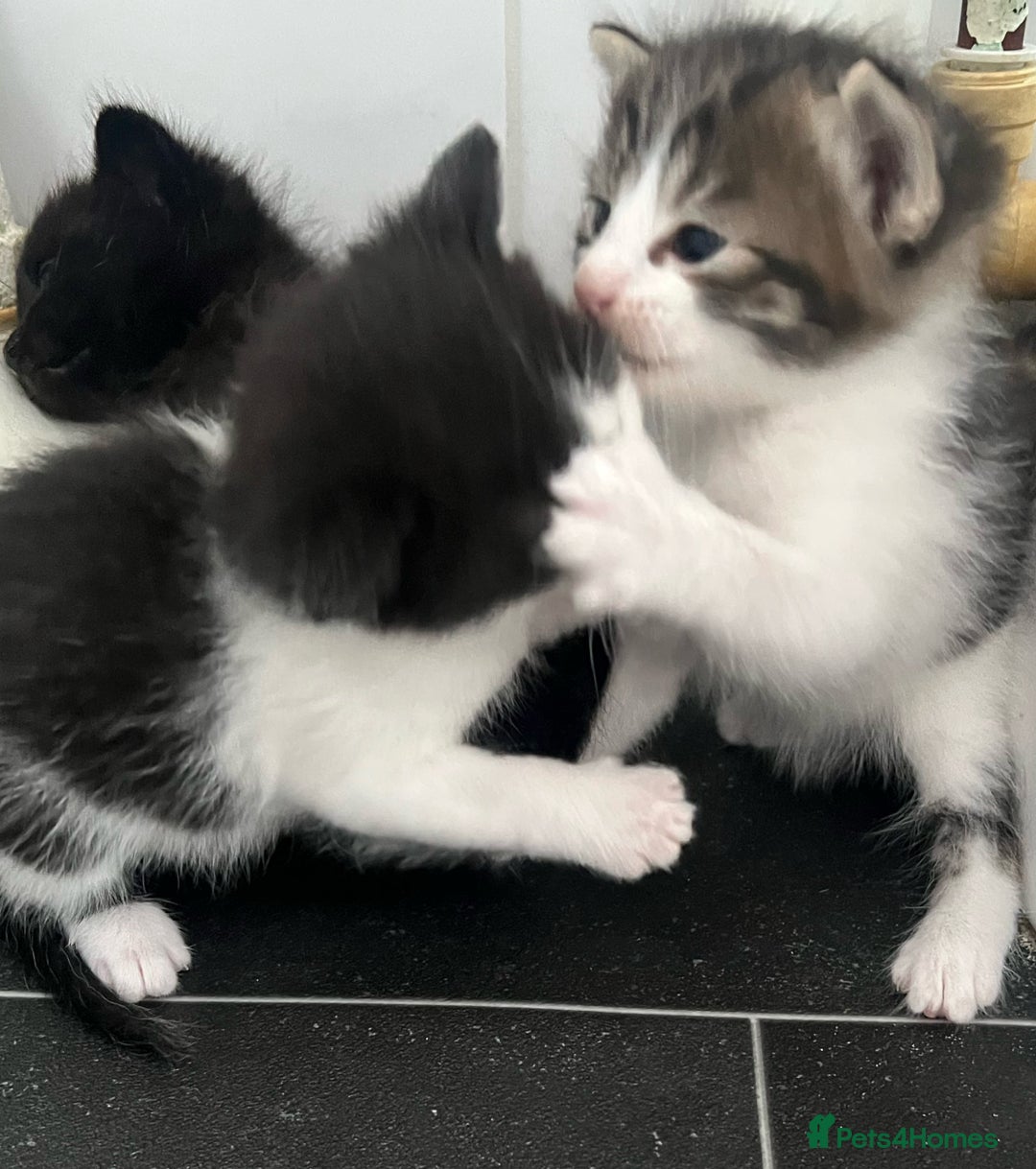 Mixed Breed cats for sale: CLEMMIE’S CUTIES- reduced price due to holidays  - Image 29