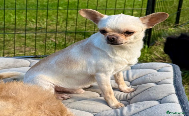 Chihuahua dogs - Advert 6