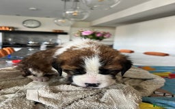 Saint Bernard dogs for sale: KC Registered St. Bernards For Sale! - Image 15