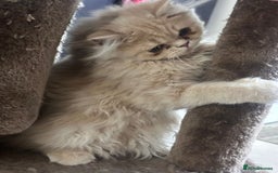 Persian cats for sale: Persian kittens - Image 5