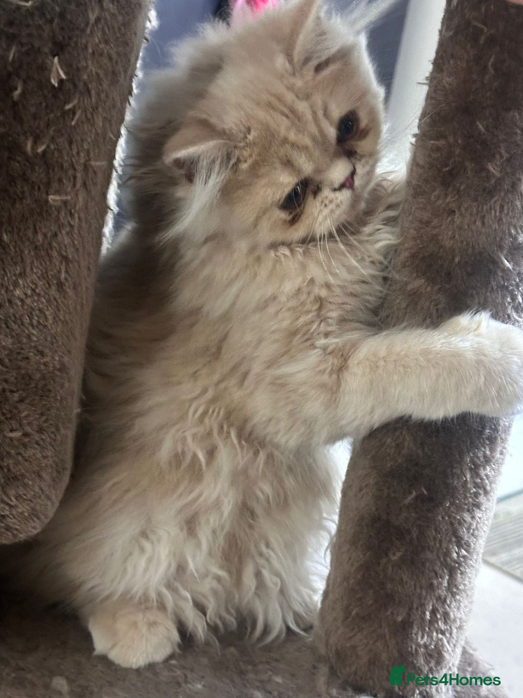 Persian cats for sale: Persian kittens - Image 5