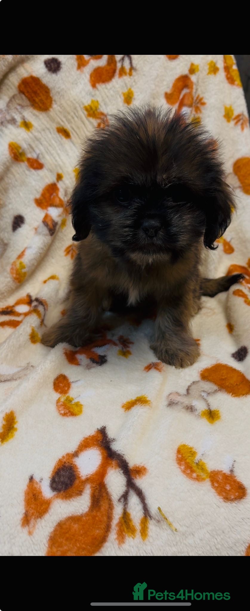 Mixed Breed dogs 1 girl still looking for new home shih tzu x - Advert 2