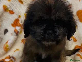 Mixed Breed dogs 1 girl still looking for new home shih tzu x - Advert 2