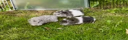 Guinea Pig rodents for sale: Swiss Baby Boy  - Advert 4