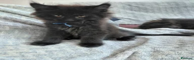 Maine Coon Kitten 3