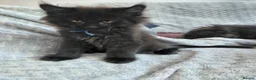 Maine Coon cats for sale: Ticca Black smoke x 3 male maine coons.  - Advert 13