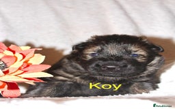 German Shepherd dogs for sale: German shepherd puppies  - Image 9