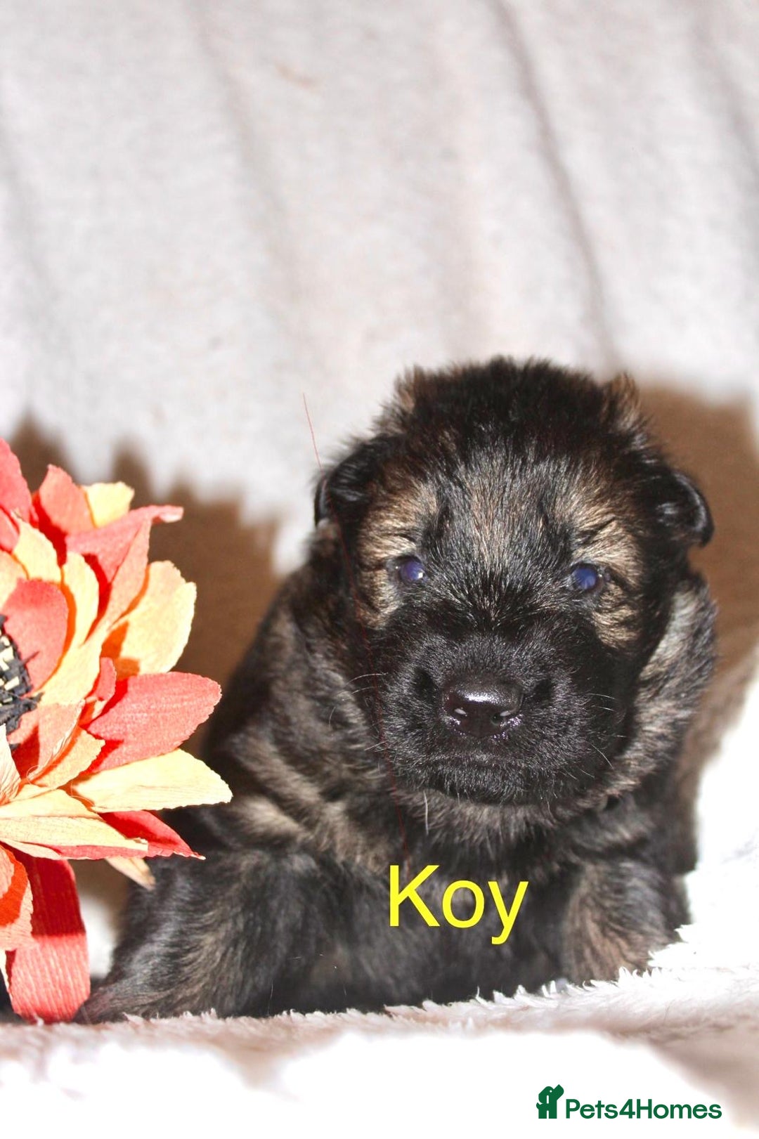 German Shepherd dogs for sale: German shepherd puppies  - Image 9
