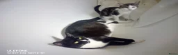 British Shorthair cats for sale: Friendly happy kitten  - Advert 6