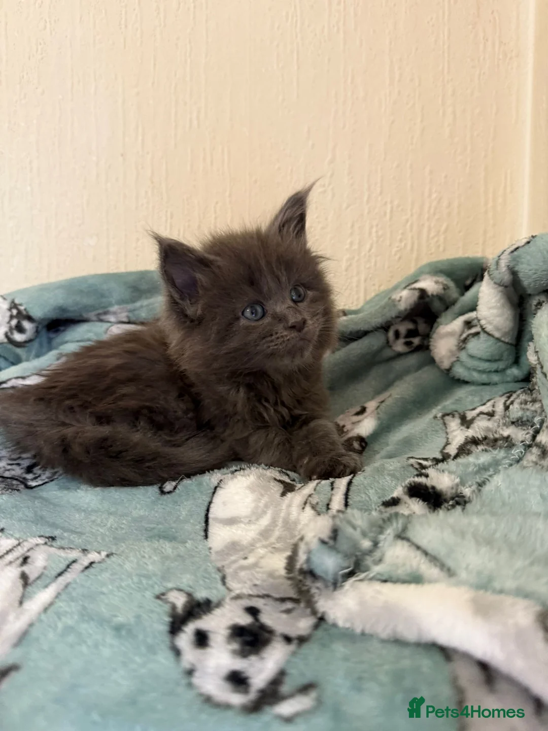 Maine Coon cats for sale: Pedigree Tica Russian Import line Maine Coons - Advert 14