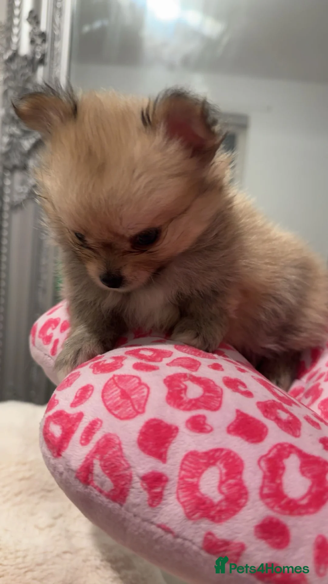 Pomchi dogs for sale: 💙Pomchi puppies💙ALL RESERVED! - Advert 2