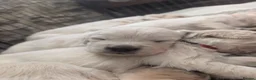 Golden Retriever dogs for sale: Adventure-Ready Golden Retriever Puppies 🐾 - Advert 2