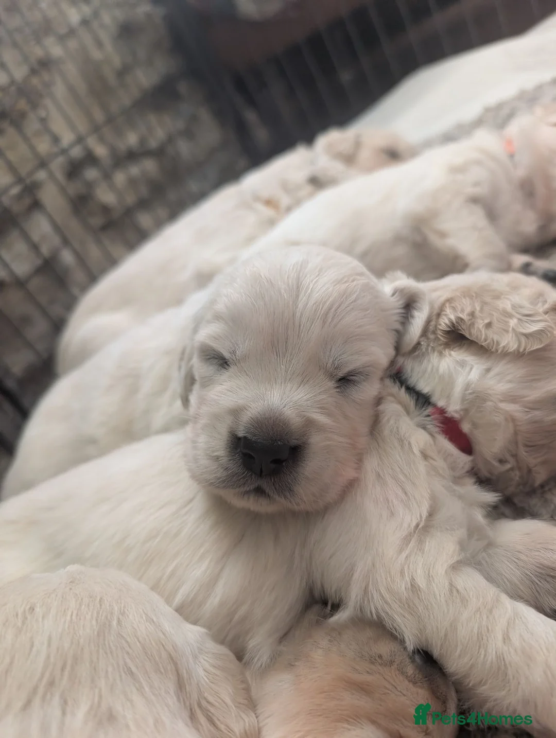 Golden Retriever dogs for sale: Adventure-Ready Golden Retriever Puppies 🐾 - Advert 2