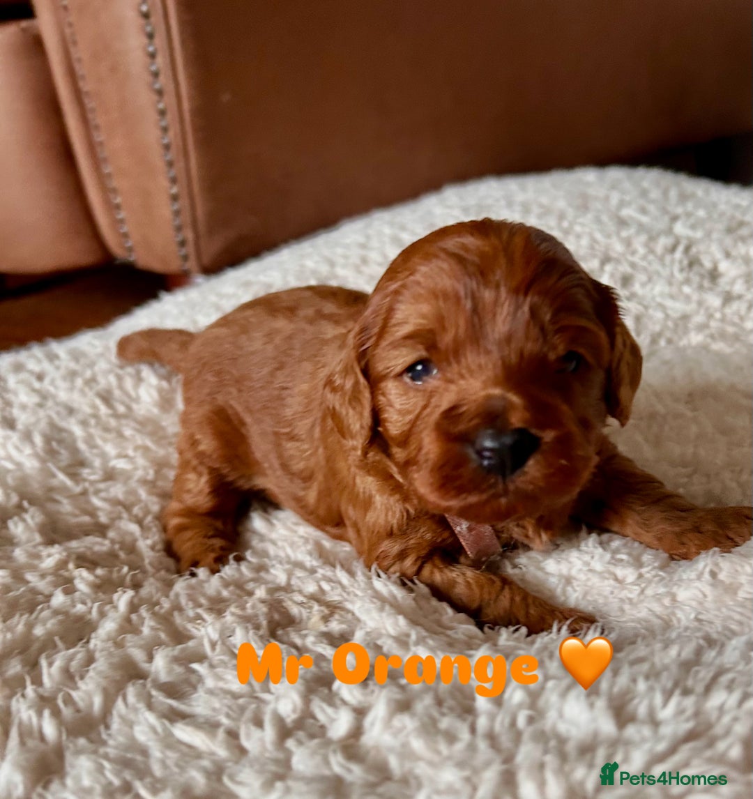 Cavapoo dogs for sale: 🐾 Adorable Health-Checked, Cavapoo Puppies 🐶  - Advert 5