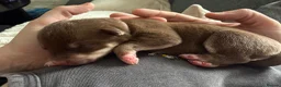Mixed Breed dogs for sale: Puppy’s for finding there forever home  in Stockton-on-Tees - Advert 7