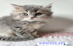 British Shorthair cats for sale: 💙British Longhair Babies, Ready to Leave 🏡 🧡 - Image 4