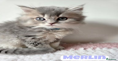British Shorthair cats - Advert 10