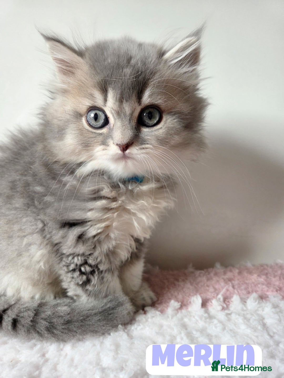 British Shorthair cats for sale: 💙British Longhair Babies, Ready to Leave 🏡 🧡 - Image 4