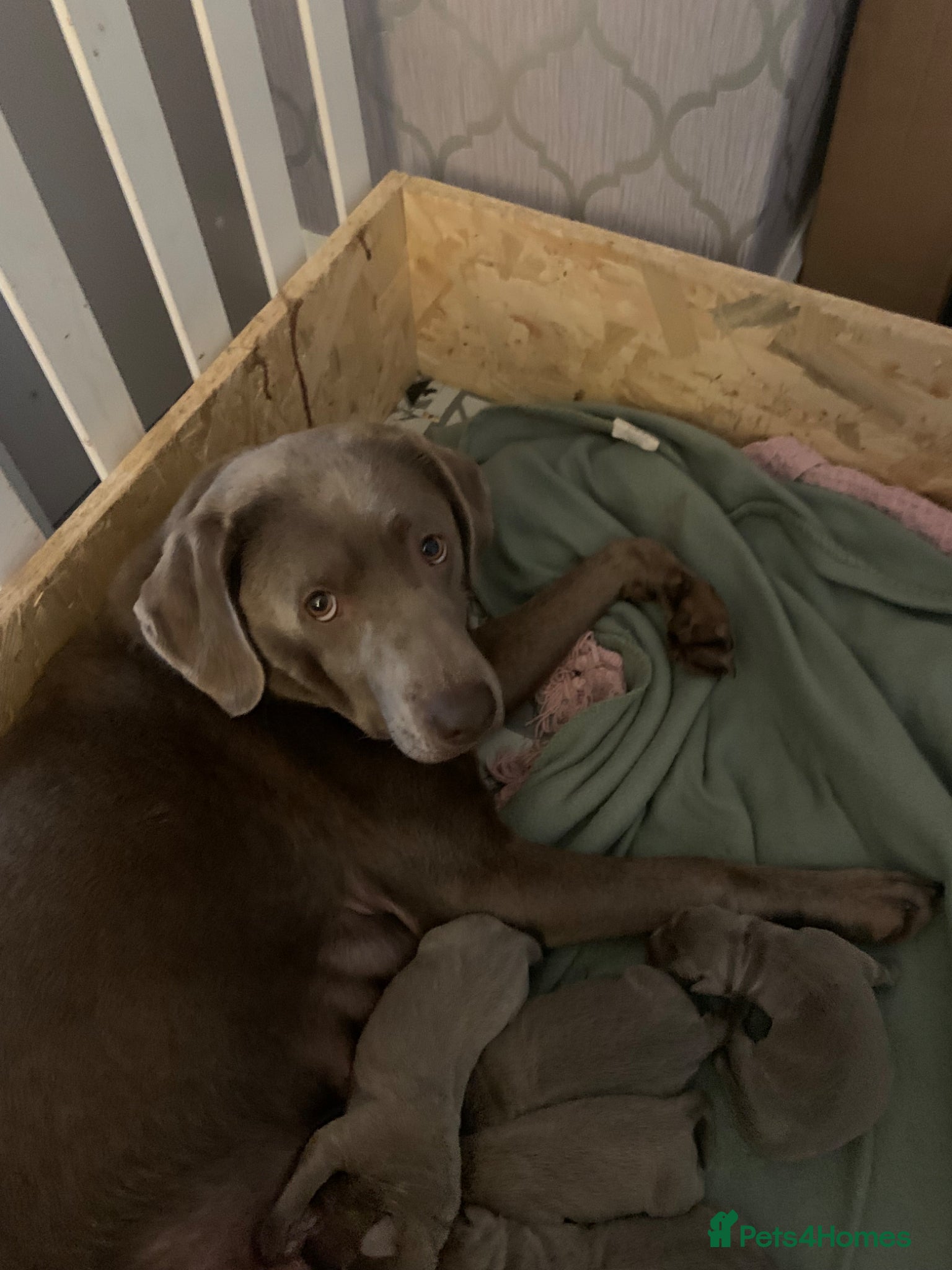 Labrador Retriever dogs for sale: Silver Labrador puppies  in Carlisle - Advert 1
