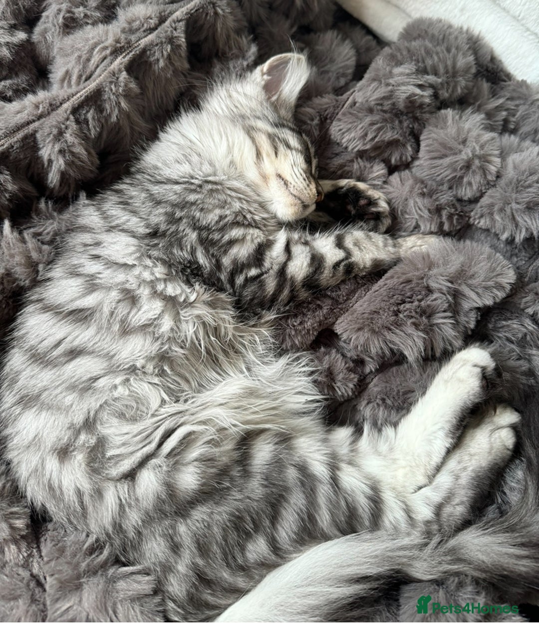 Maine Coon cats for sale: X Maine coon Silver Tabby Female  - Advert 5