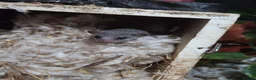 Mixed Breed rodents for sale: Pygmy African dormice  - Advert 2