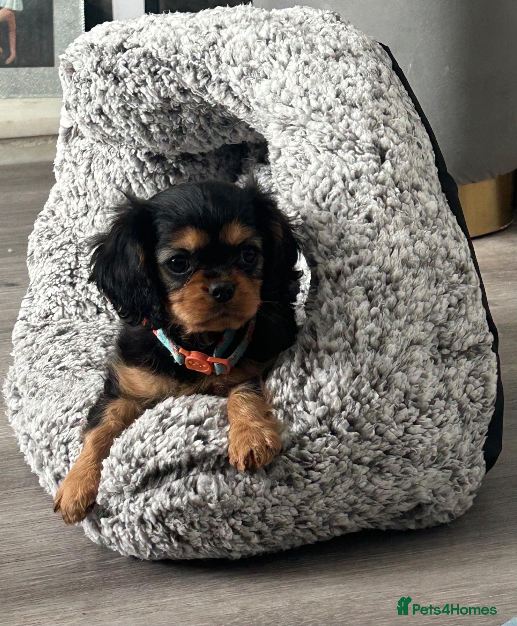 Cavalier King Charles Spaniel dogs Ready now beautiful Black and Tan girl  - Advert 2