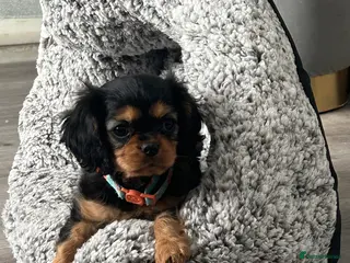 Cavalier King Charles Spaniel dogs Ready now beautiful Black and Tan girl - Advert 6