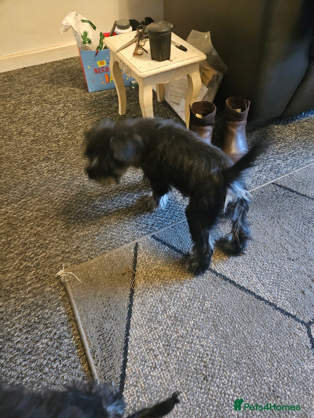 Miniature Schnauzer dogs for sale: Miniture schnauzer pups 2 boys left ready to  - Advert 10