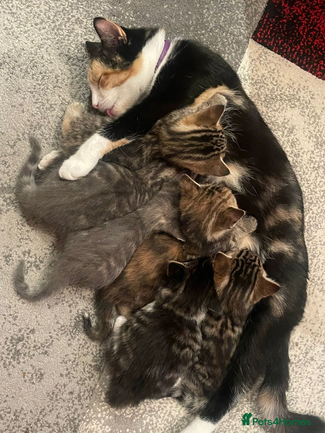 Domestic Shorthair cats for sale: Lovely kittens  - Advert 3