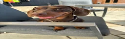 Miniature Dachshund dogs for sale: Gorgeous little girl in Lechlade - Advert 5
