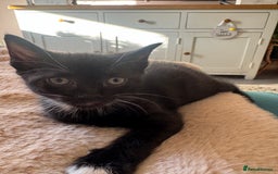 Mixed Breed cats for sale: 2 Kittens for Sale - Image 3
