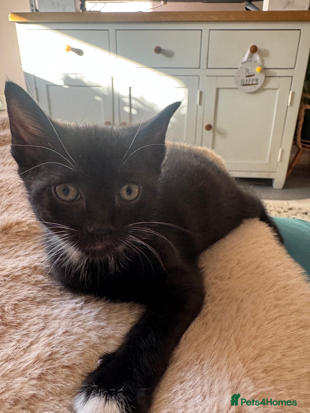 Mixed Breed cats for sale: 2 Kittens for Sale - Image 3