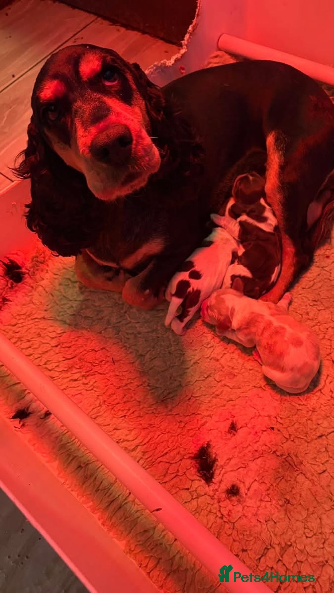 Cocker Spaniel dogs for sale: Show cocker spaniel pups  - Image 13
