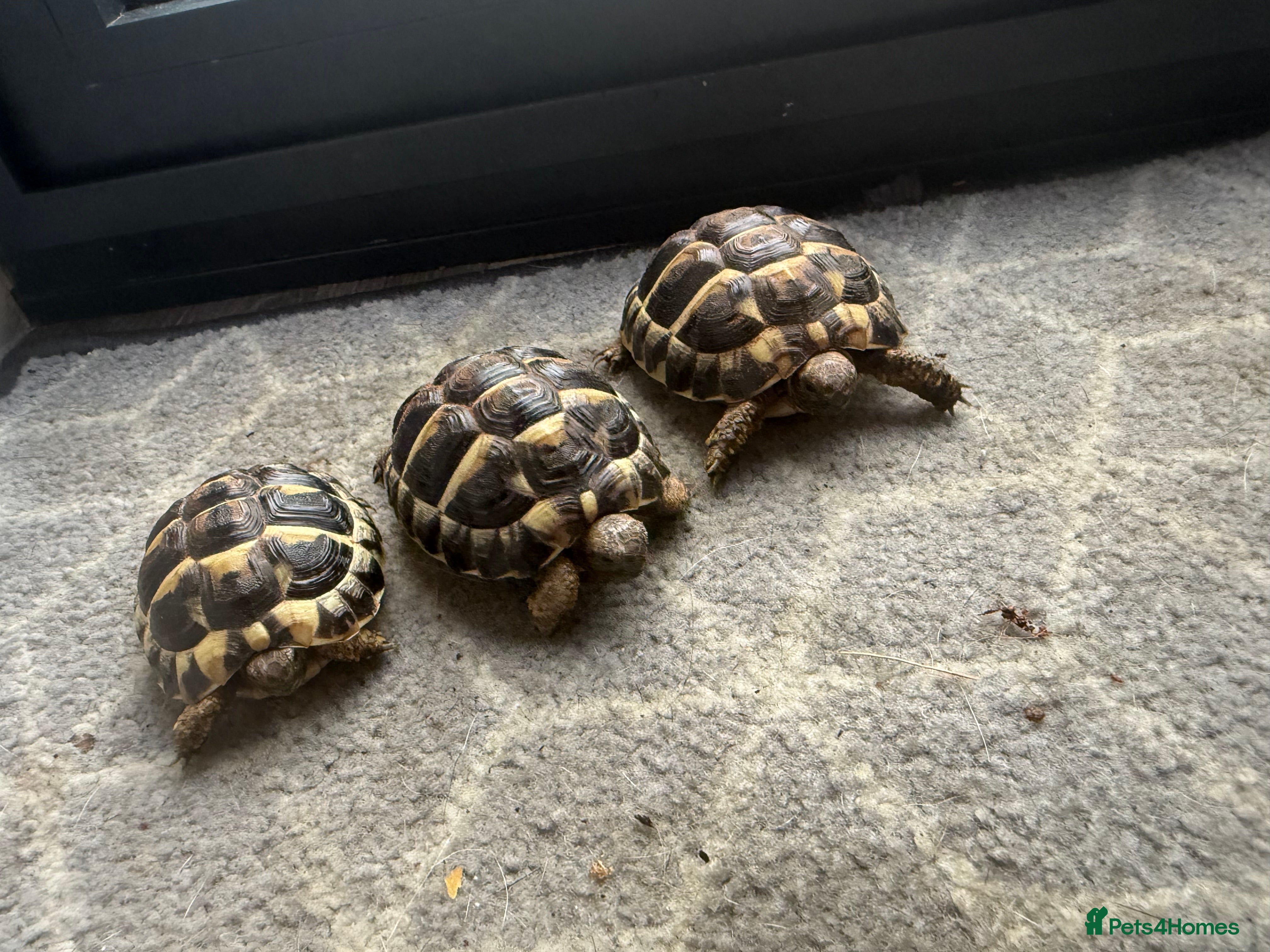 Hermann Tortoise reptiles Hermann tortoise babies  - Advert 4