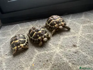Hermann Tortoise reptiles Hermann tortoise babies - Advert 4