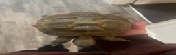 Tortoise reptiles for sale: tortoise born end 2017 or early 2018 - Advert 3