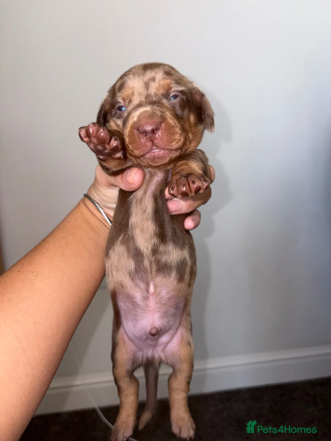Dachshund dogs for sale: 4 beautiful boy pups looking for forever homes  - Advert 10