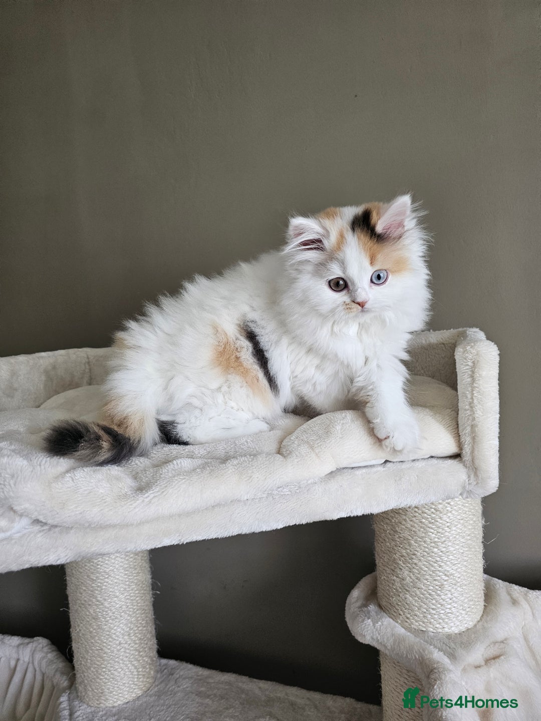 British Shorthair cats for sale: ✨SUPER CUDDLY BOY ✨ Total lap cat ✨ Rare colour ✨ in Biggleswade - Image 15
