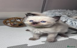 Ragdoll cats for sale: 6 adorable ragdoll kittens 🩷🩵 - Image 11