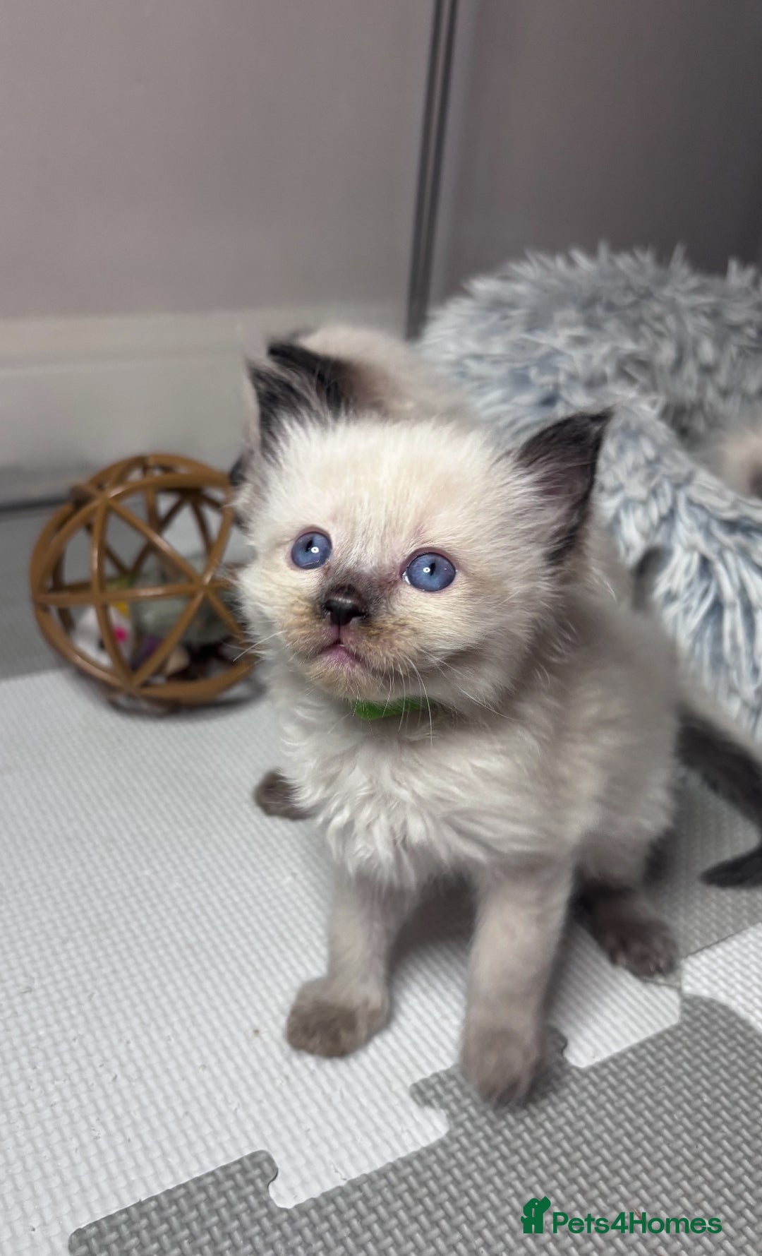 Ragdoll cats for sale: 6 adorable ragdoll kittens 🩷🩵 - Image 11