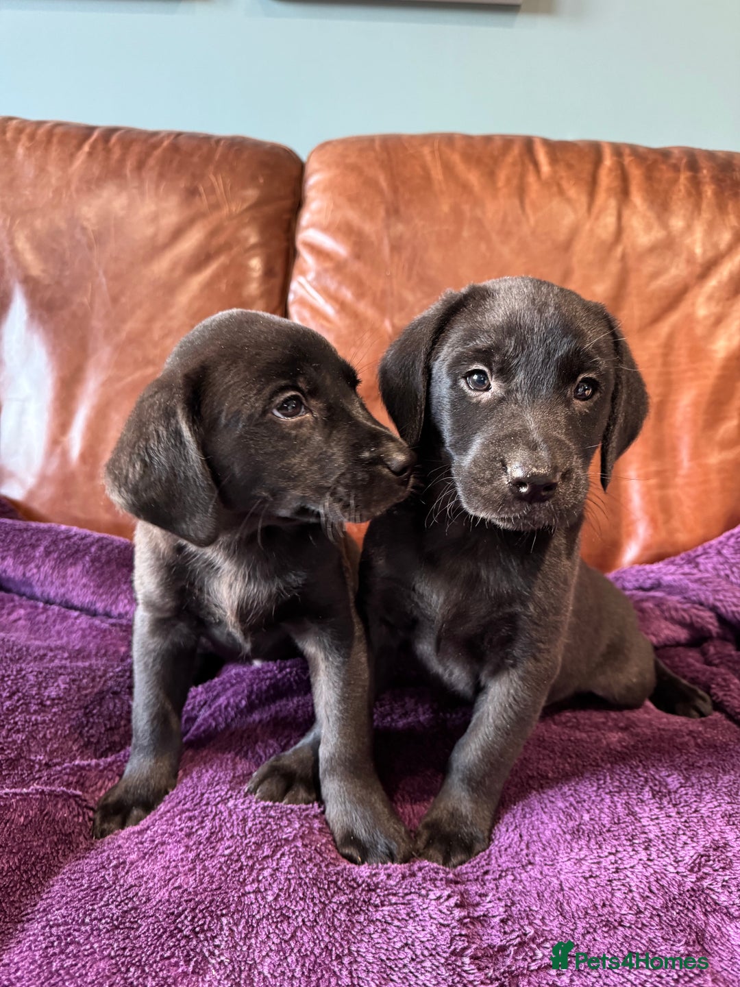 Labrador Retriever dogs for sale: Black Labrador Puppies, 5* Licensed Breeder - Advert 27