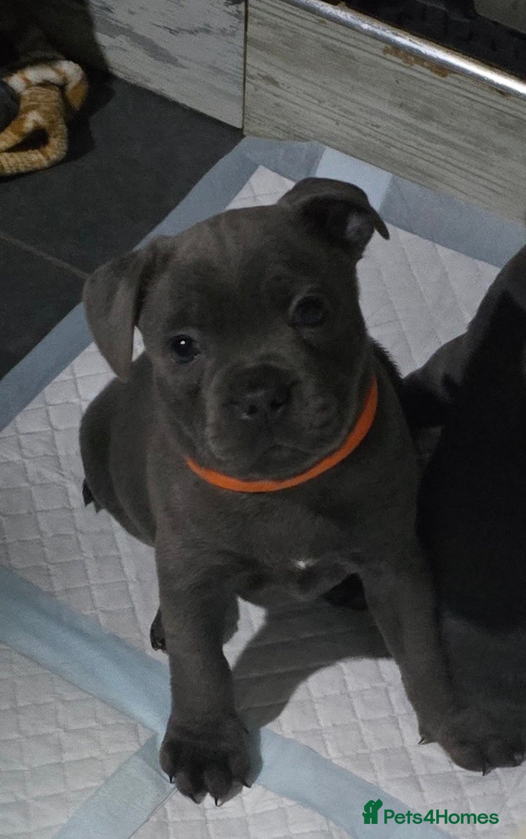 Staffordshire Bull Terrier dogs for sale: Stunning Staffordshire bull terrier pups  - Image 37
