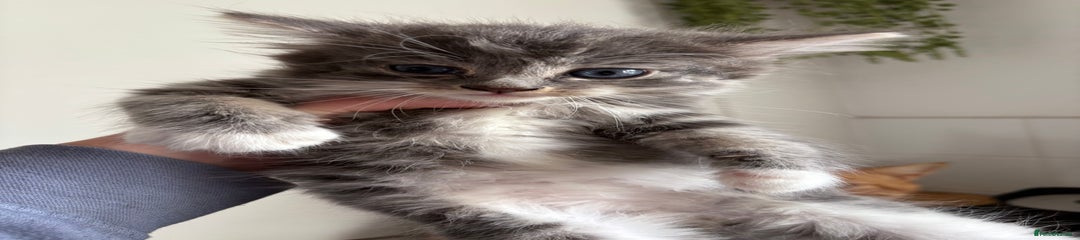 Siberian Kitten 1