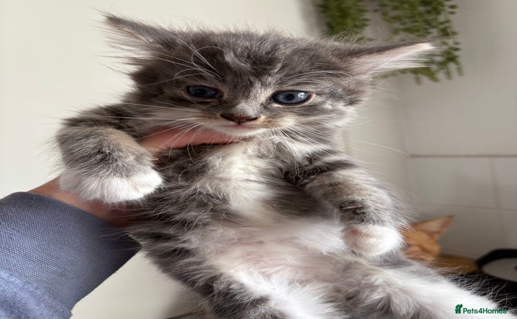 Siberian cats for sale - Advert 1