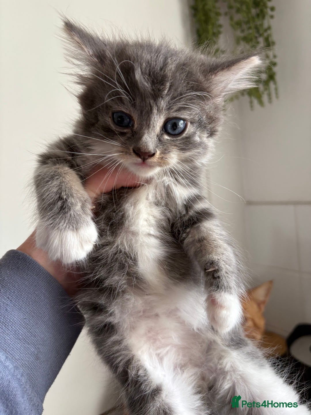 Siberian cats for sale: Beautiful Siberian/Norwegian mix kittens - Image 1